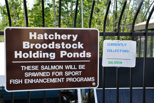 hatchery holding pond sign
